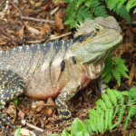 close up water dragon from eco memorial park