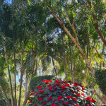 christmas flower plant with trees