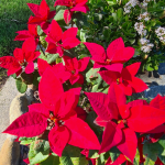 close up christmas flowers