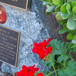 close up geraniums at memorial park