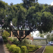 eco memorial park front of church