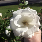 hand holding white flower at memorial gardens