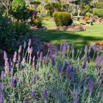 lavender plants at eco memorial park