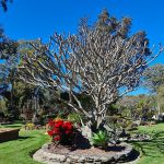 naked frangipani tree at eco memorial park