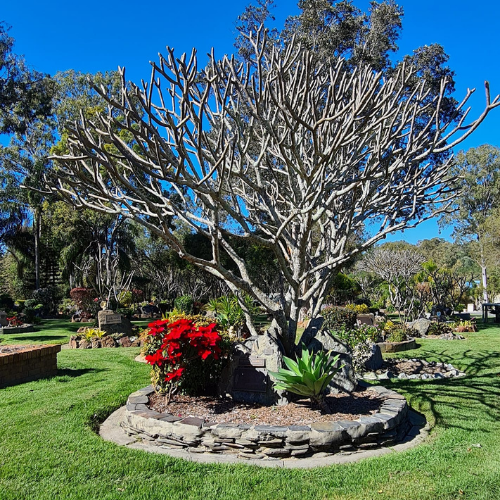 outdoor funerals under tree