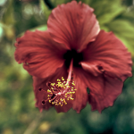 red hibiscus at memorial gardens gold coast