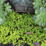 succulents at eco memorial park memorial gardens