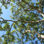 view of gum trees under blue sky